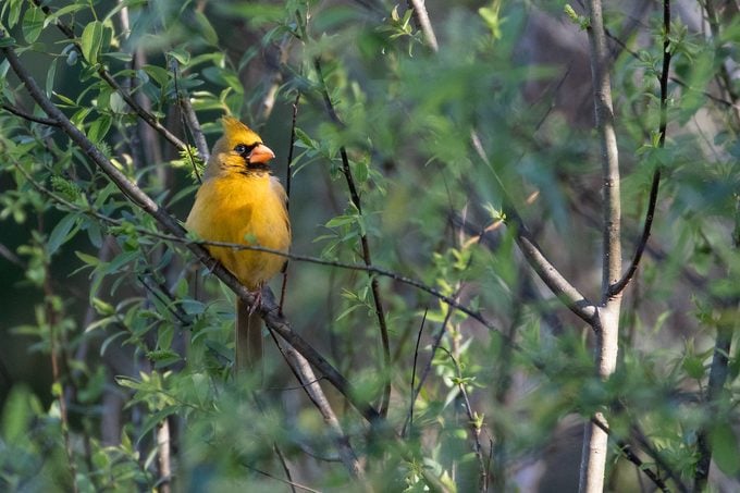 Avistamiento de pájaro cardenal amarillo raro en Florida