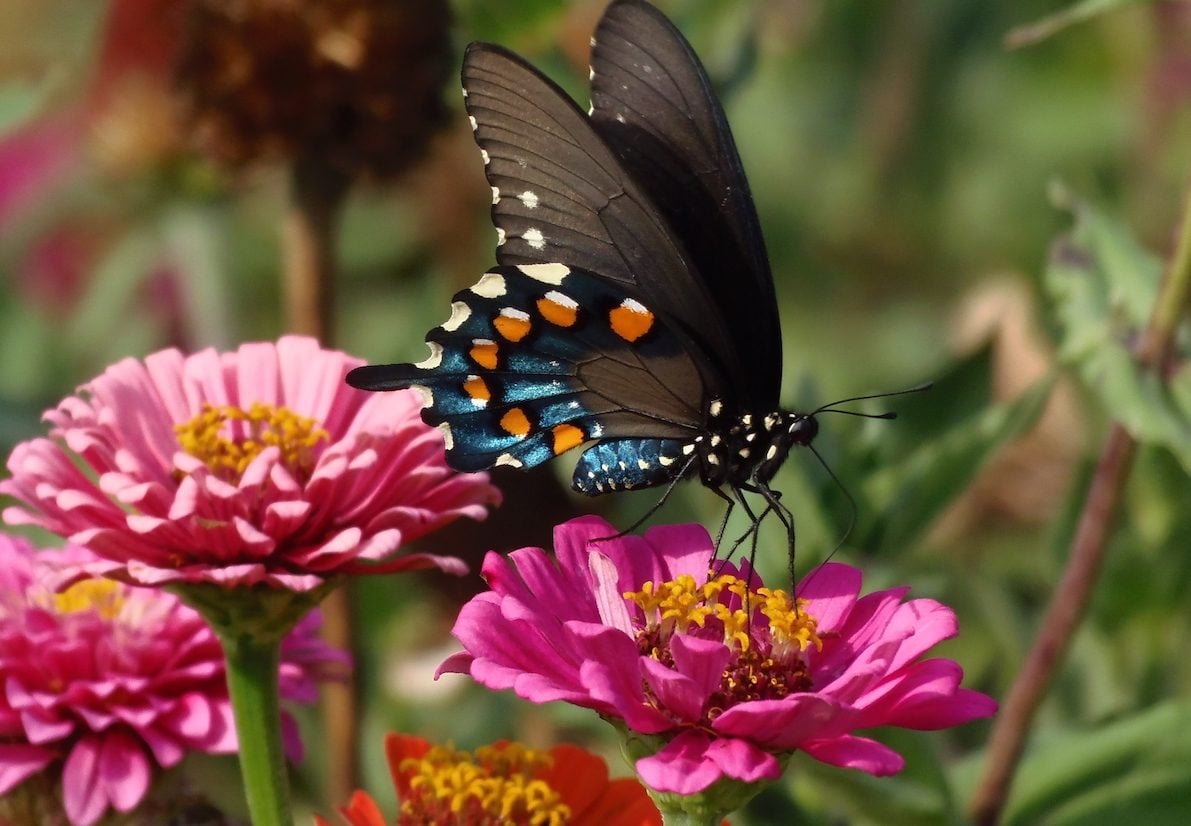 7 flores de néctar de verano que atraen mariposas
