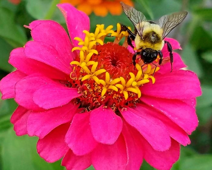 Consejos para la jardinería cuando tiene alergia al polen