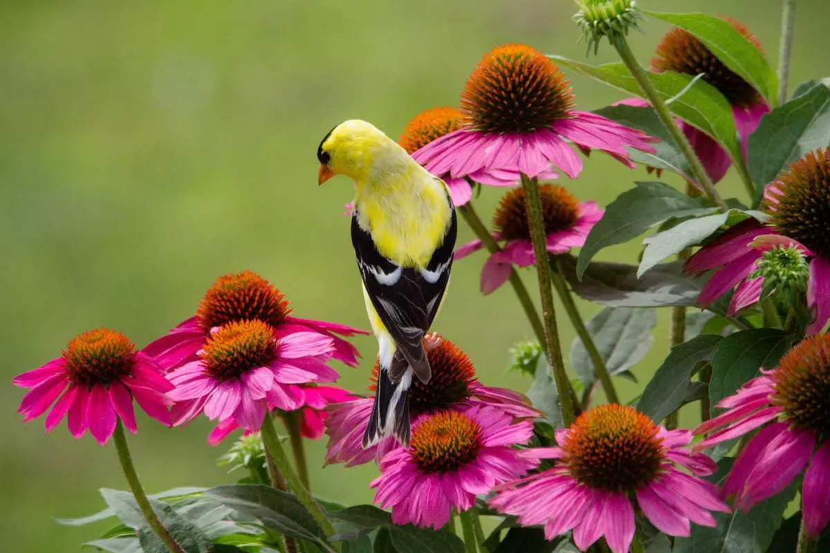 8 maneras de garantizar un patio trasero seguro para las aves