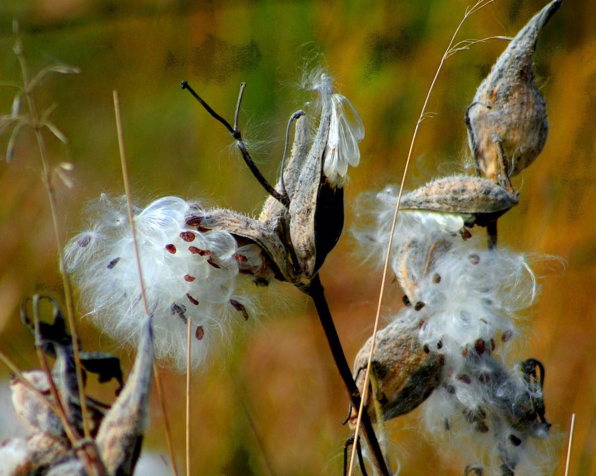 Cómo recolectar semillas de algodoncillo de las vainas