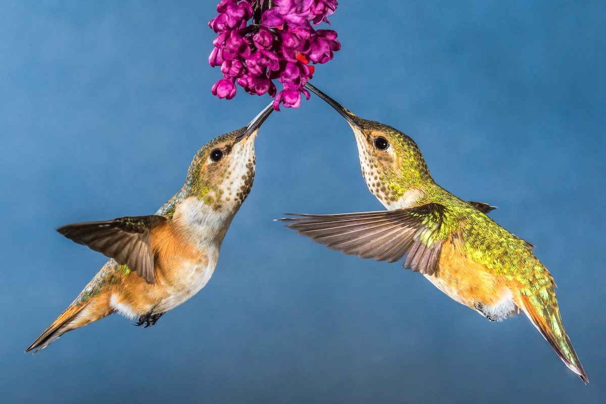 Conozca a los colibríes rufos diminutos y resistentes