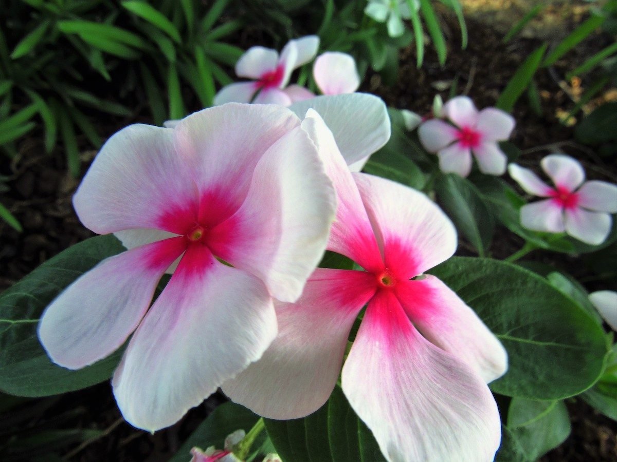 Agregue la flor anual de vinca a jardines y contenedores