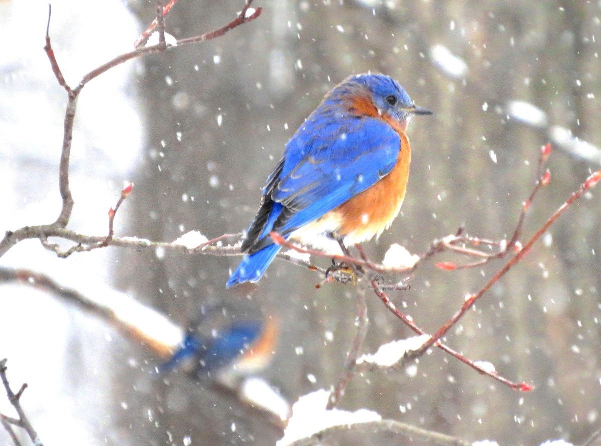 Pregúntele a los expertos: ¿Los pájaros azules migran en invierno?