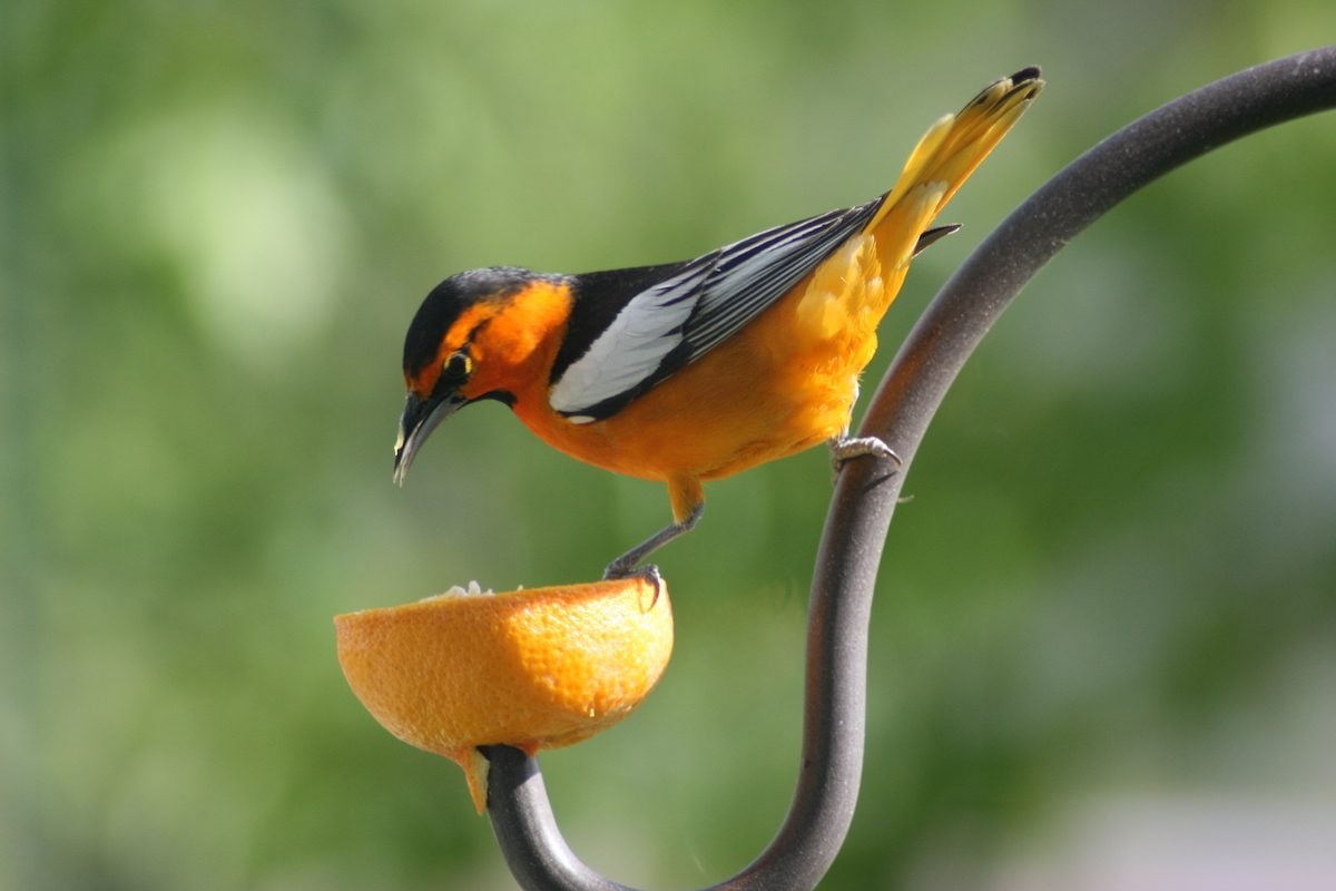 ¿Qué pájaros comen naranjas de los comederos para pájaros de frutas?