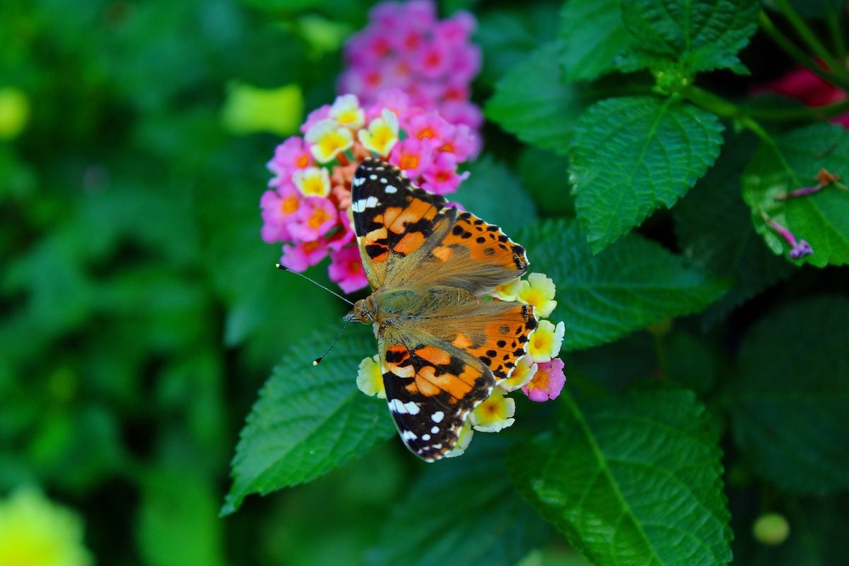 Planta coloridas flores de Lantana para mariposas
