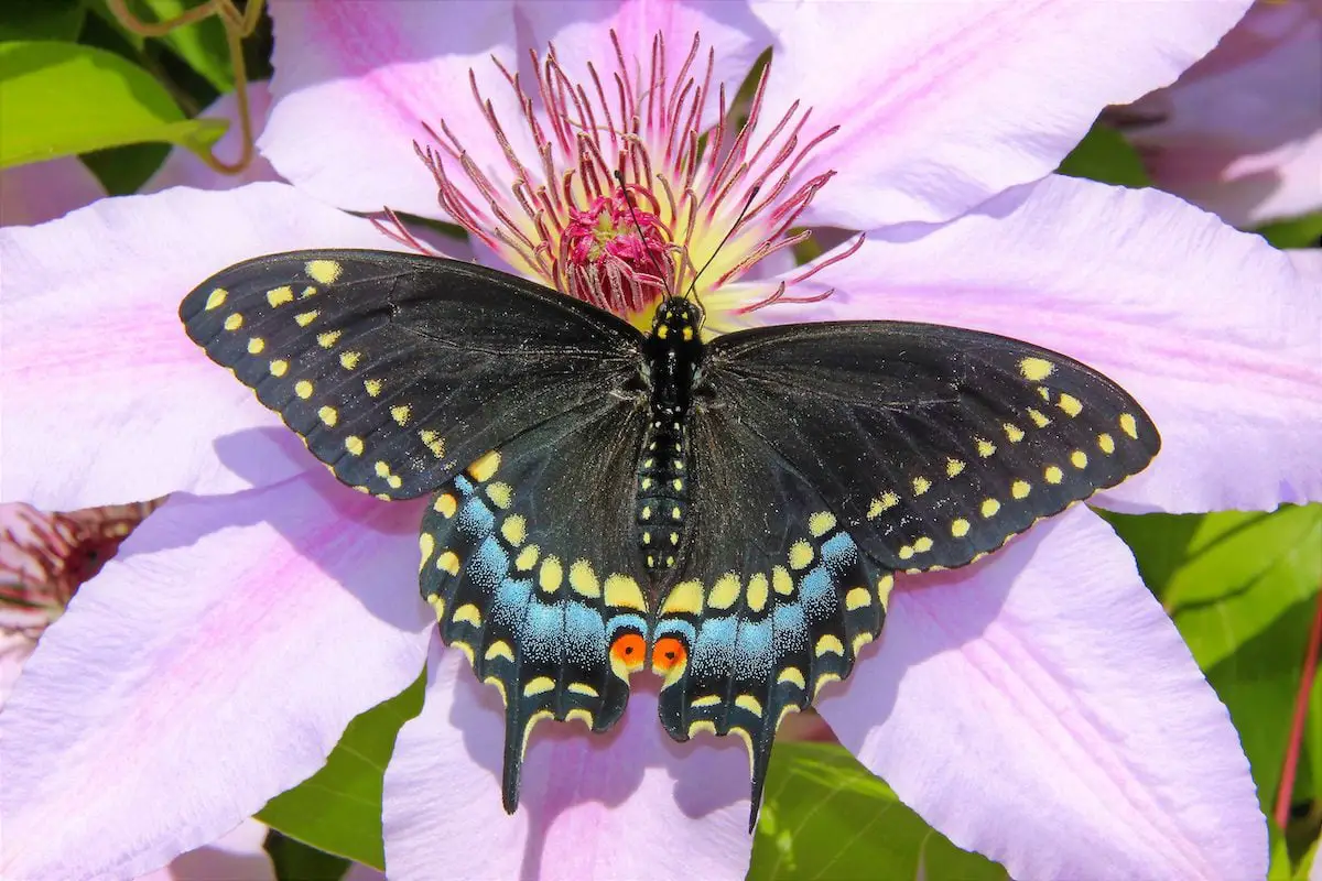 Atrae mariposas cola de golondrina negras a tu jardín