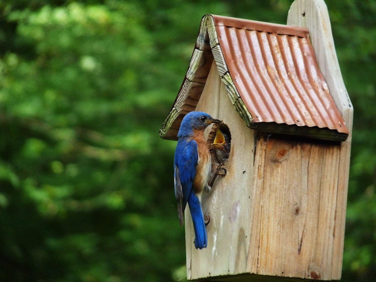 ¿Dónde está el mejor lugar para una casa de pájaros azules?
