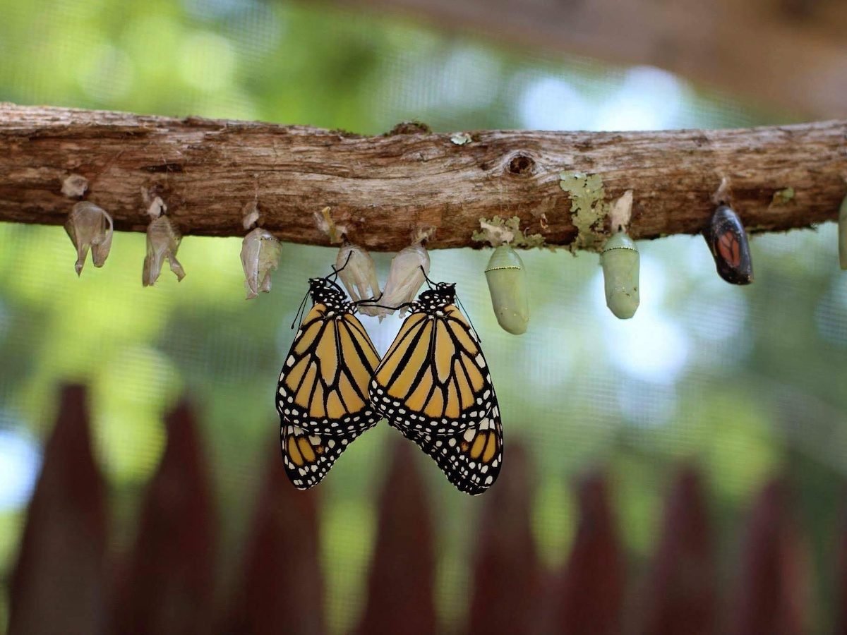 Sigue las Etapas del Ciclo de Vida de la Mariposa Monarca