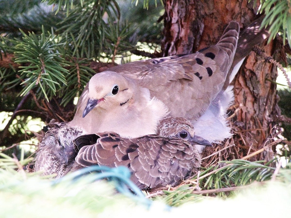 Todo sobre los nidos y los hábitos de anidación de las palomas huilotas