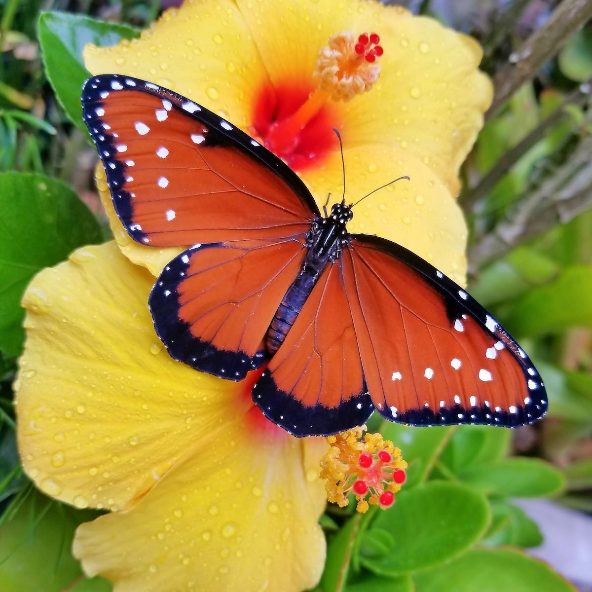 Cómo atraer e identificar una mariposa reina
