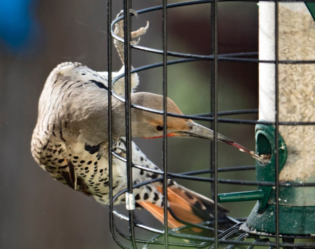 ¿Cómo usan los pájaros carpinteros sus lenguas?