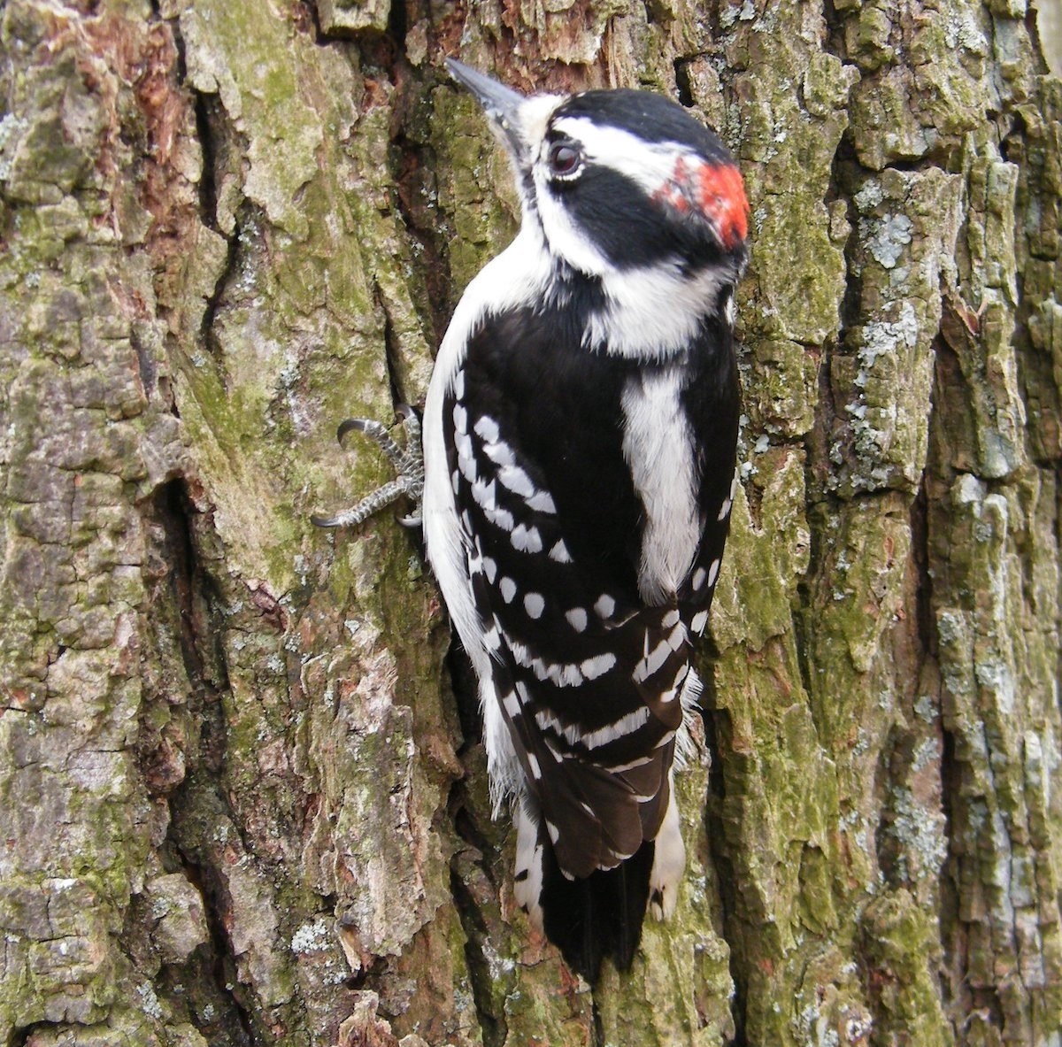 Downy Woodpecker: Conoce a los Downies