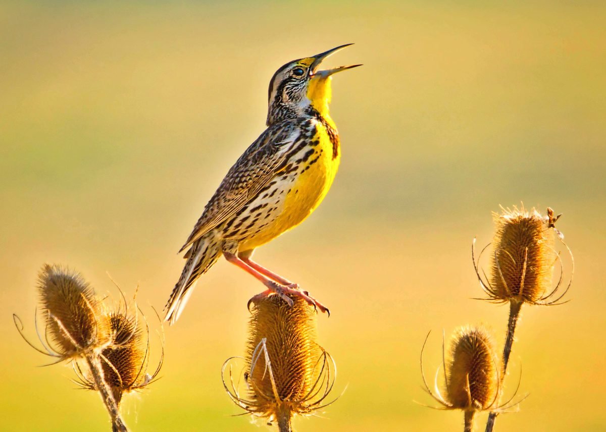 Aves de la pradera: las impresionantes especies de los pastizales