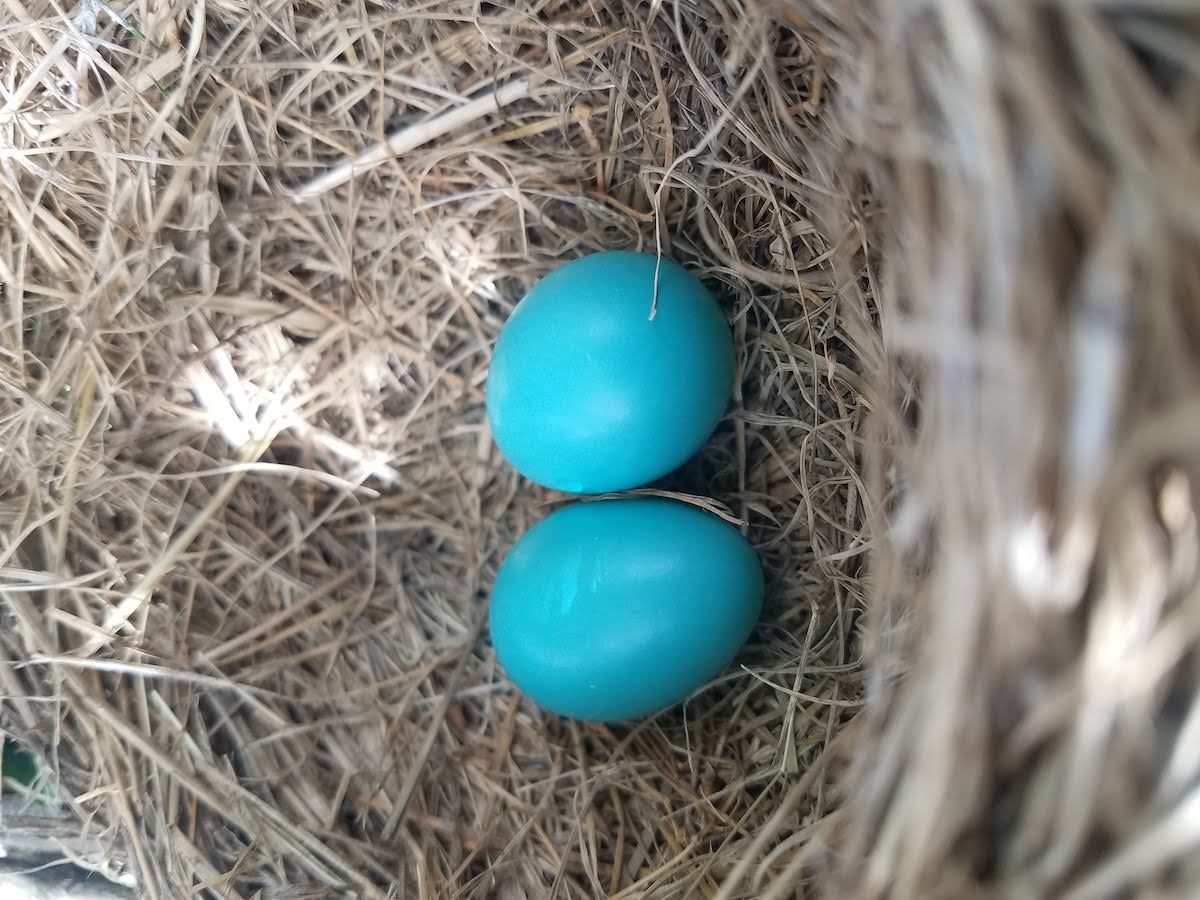 Identificar huevos de aves por color y tamaño