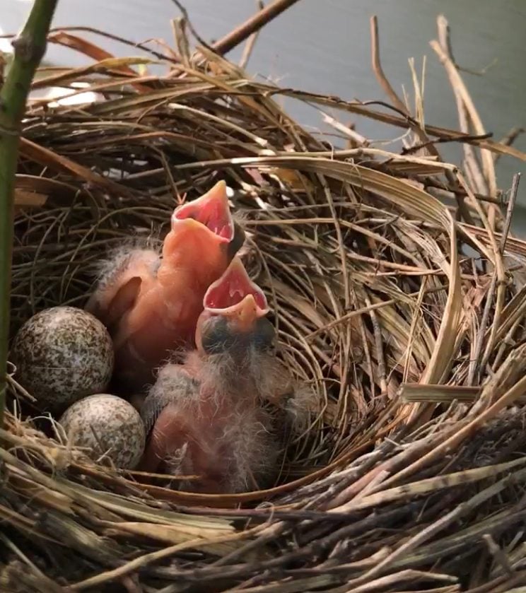 Cómo reconocer los huevos cardenales del norte
