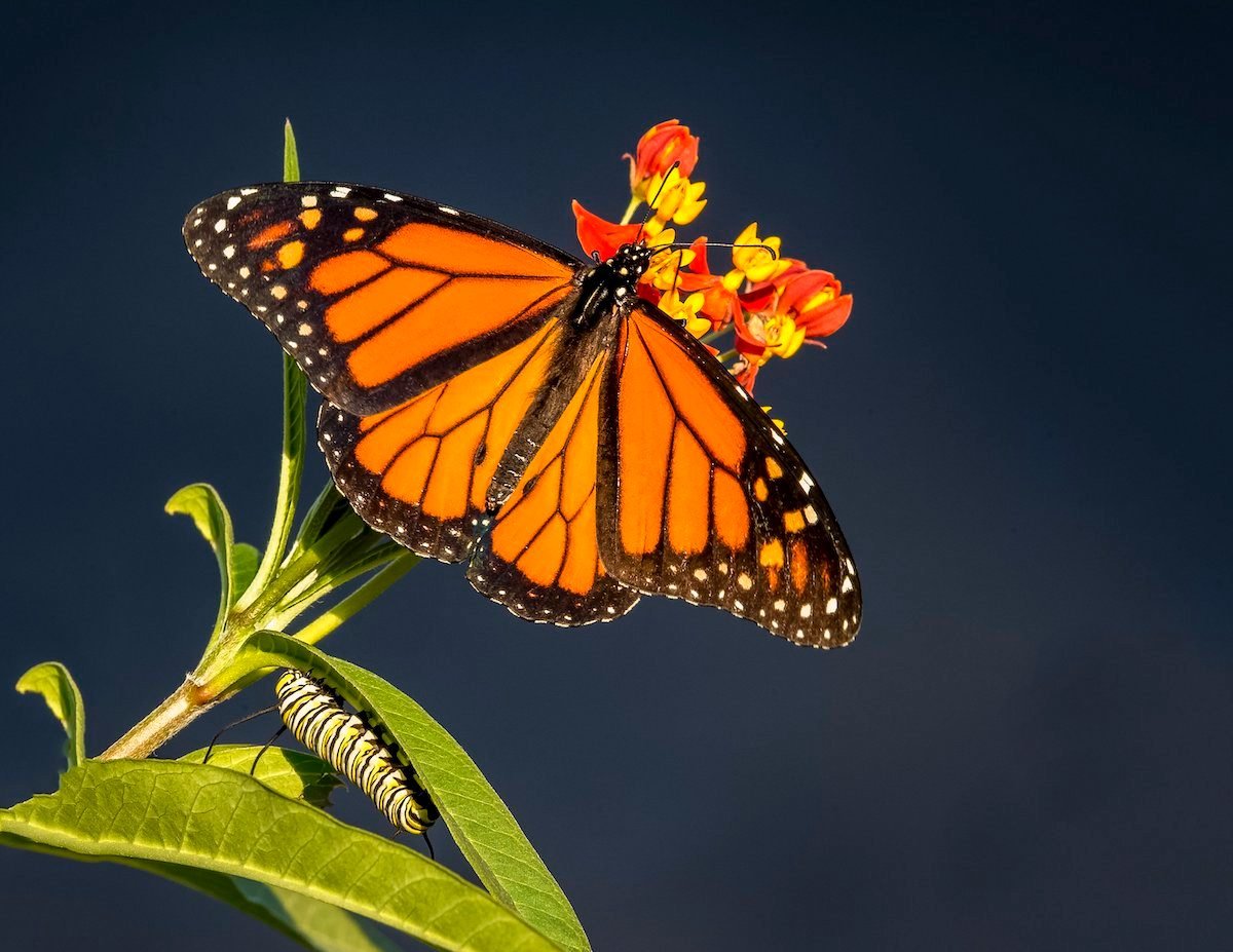 ¿El algodoncillo tropical es malo para las monarcas?
