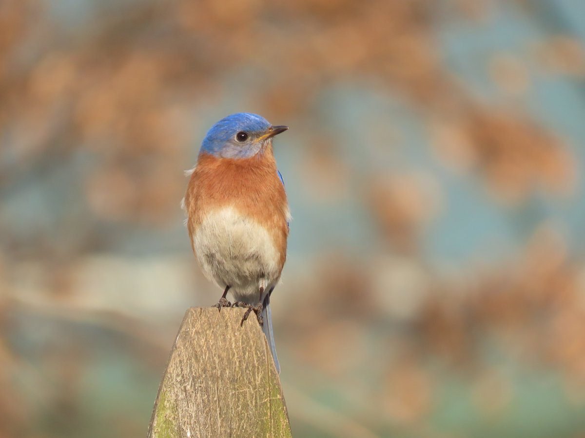 Significado de pájaro azul: ¿los pájaros azules simbolizan la felicidad?