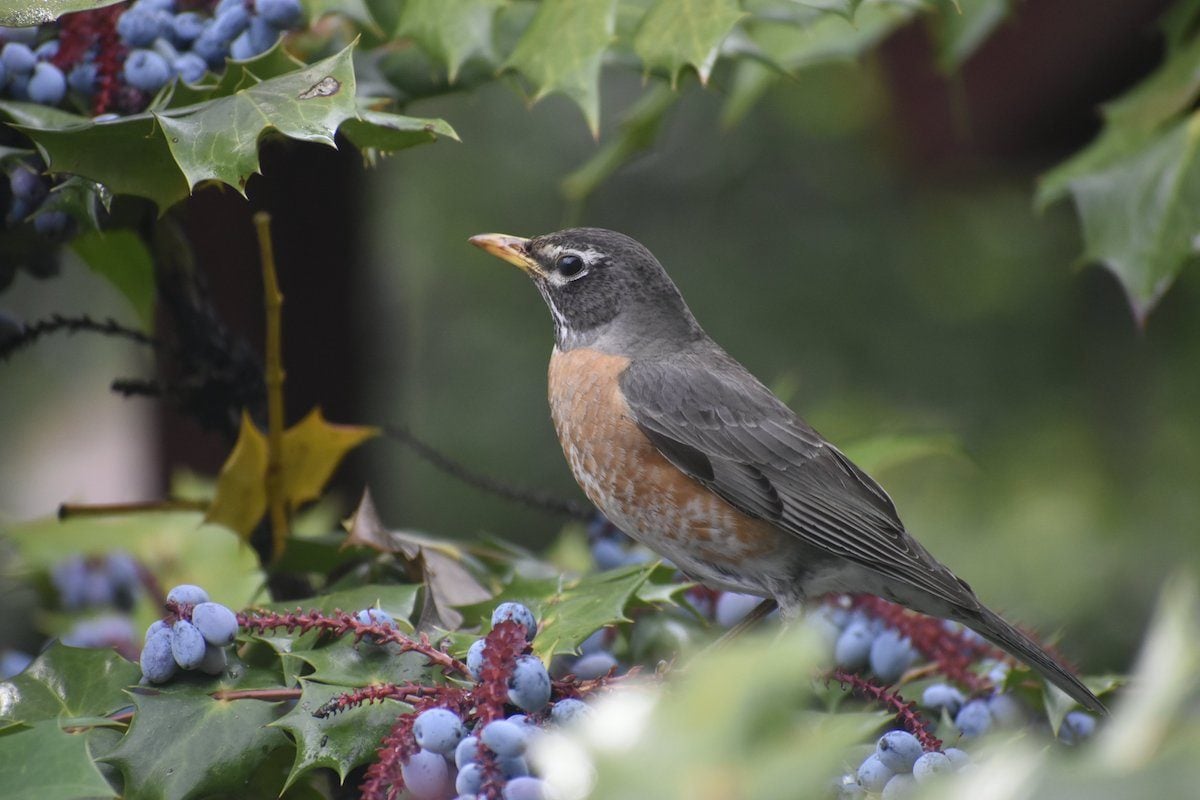 Birdscaping: cultivar plantas para pájaros que anidan