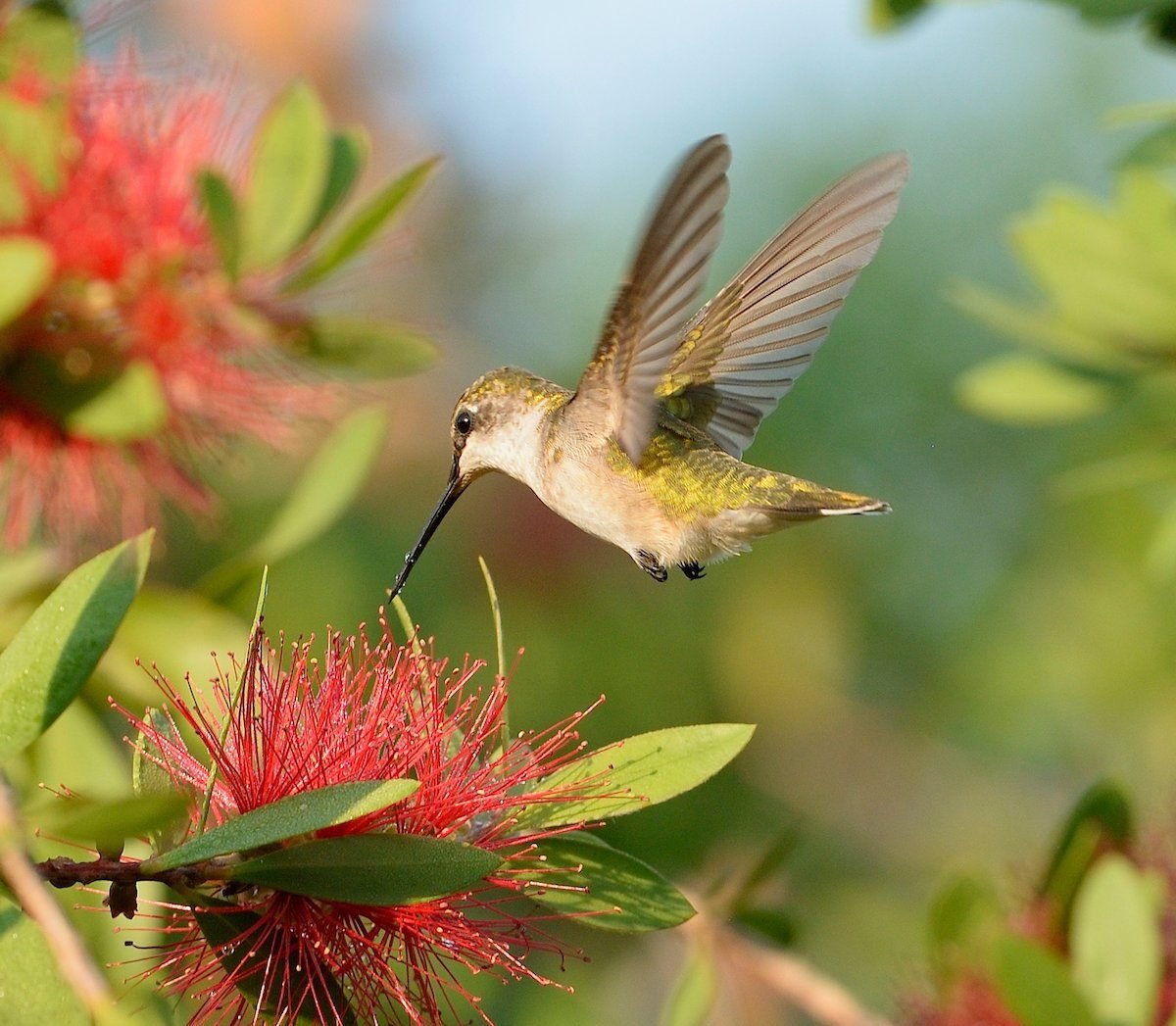 mitos del colibrí revelados | Revista de pájaros y flores