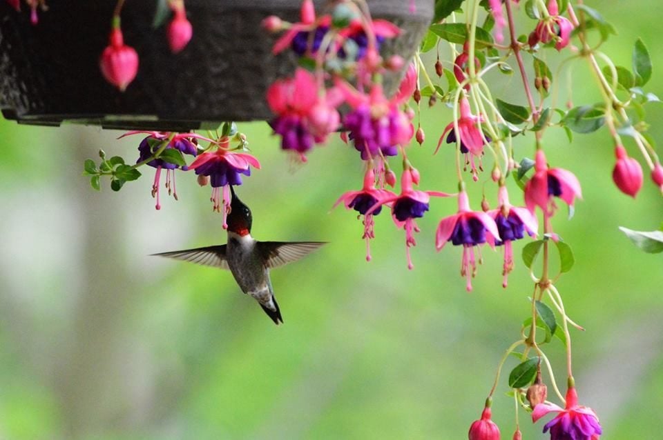 Flores y plantas en macetas que atraen a los colibríes