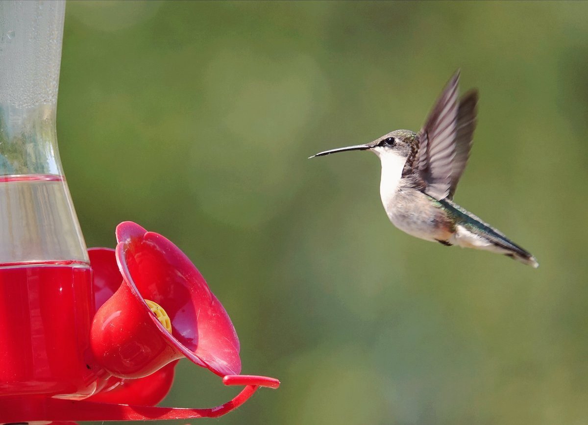 La única receta casera de néctar de colibrí que necesitas