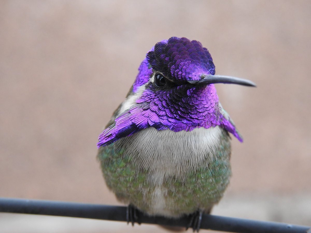 ¿Qué hace que una pluma de colibrí sea tan bonita?