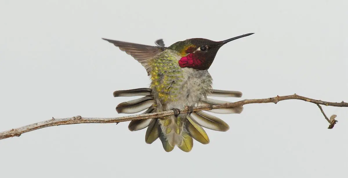¿Cómo sobreviven los colibríes a la nieve y al clima frío?