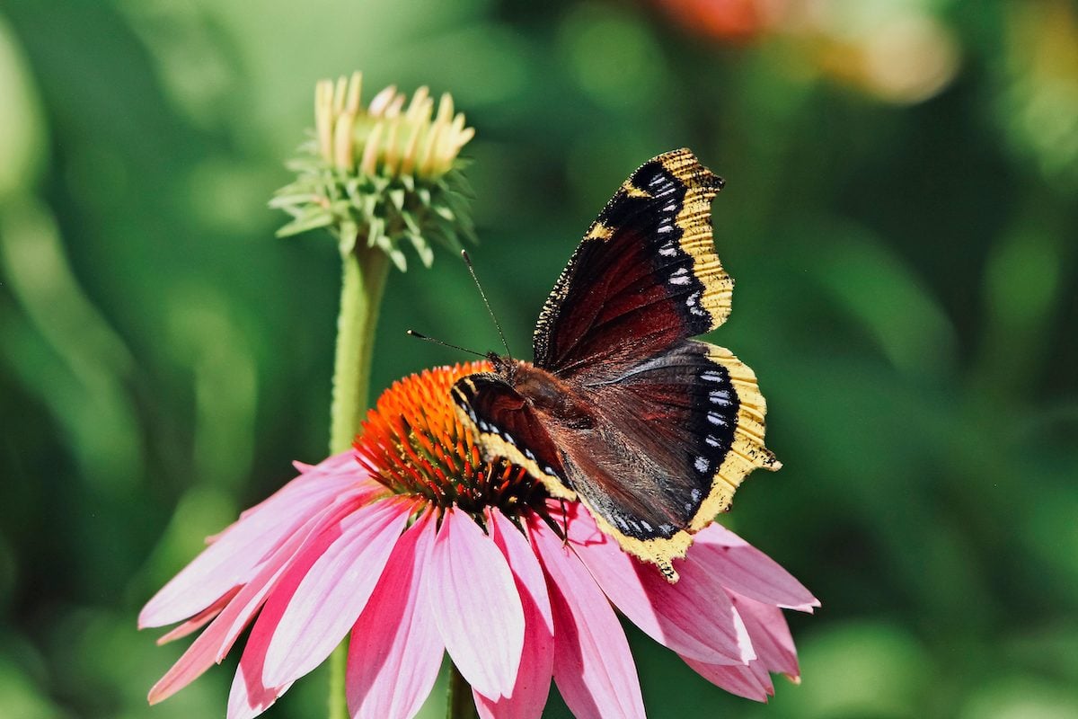 Busque una mariposa de capa de luto a principios de la primavera