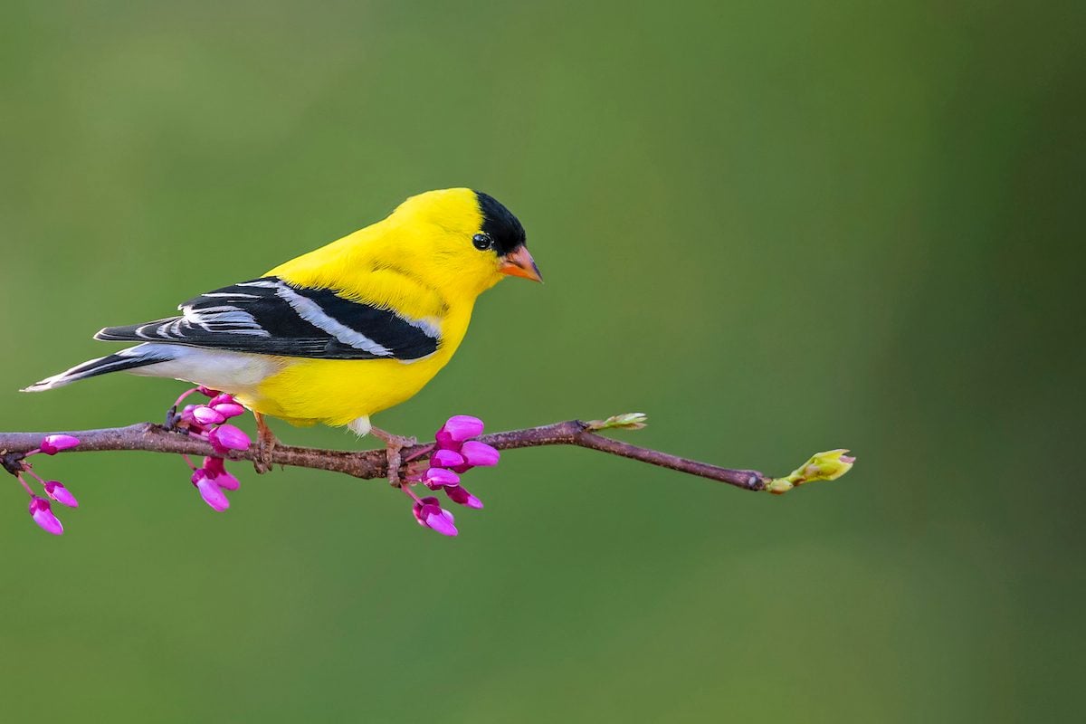 Yellow Warbler vs Goldfinch: Cómo saber la diferencia