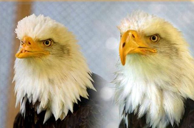 La belleza y el pico: una historia de rescate del águila calva