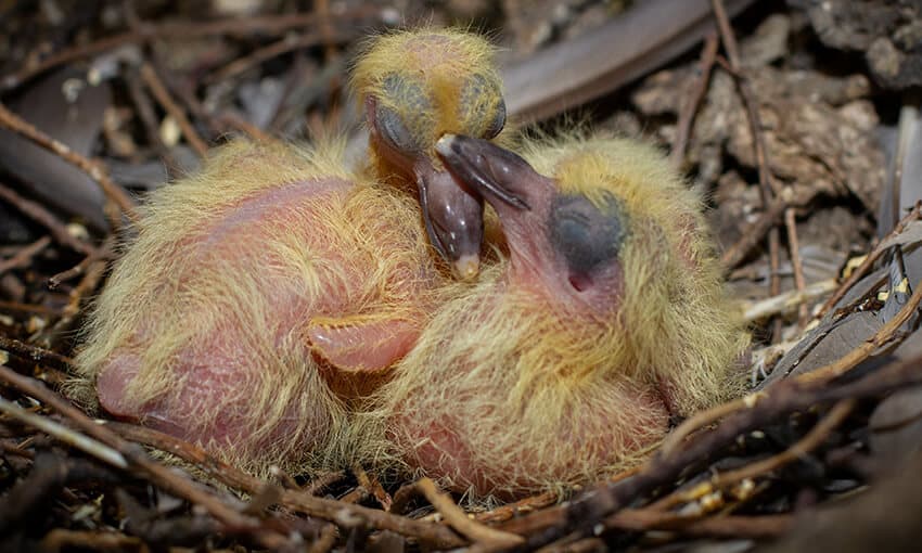 Bebés palomas de luto: cuidado y alimentación de crías de palomas abandonadas