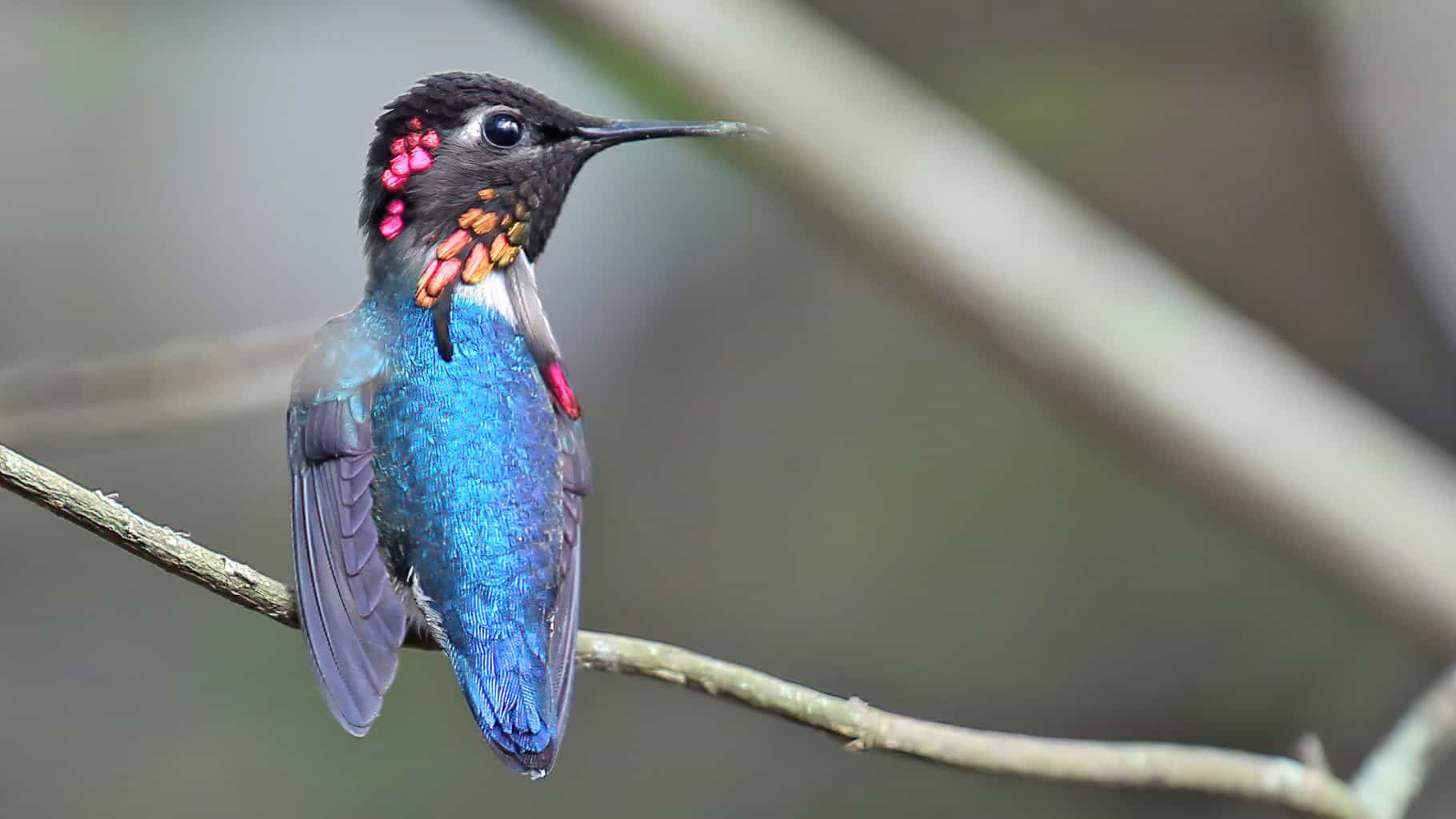 Conoce al colibrí abeja, el ave más pequeña del mundo