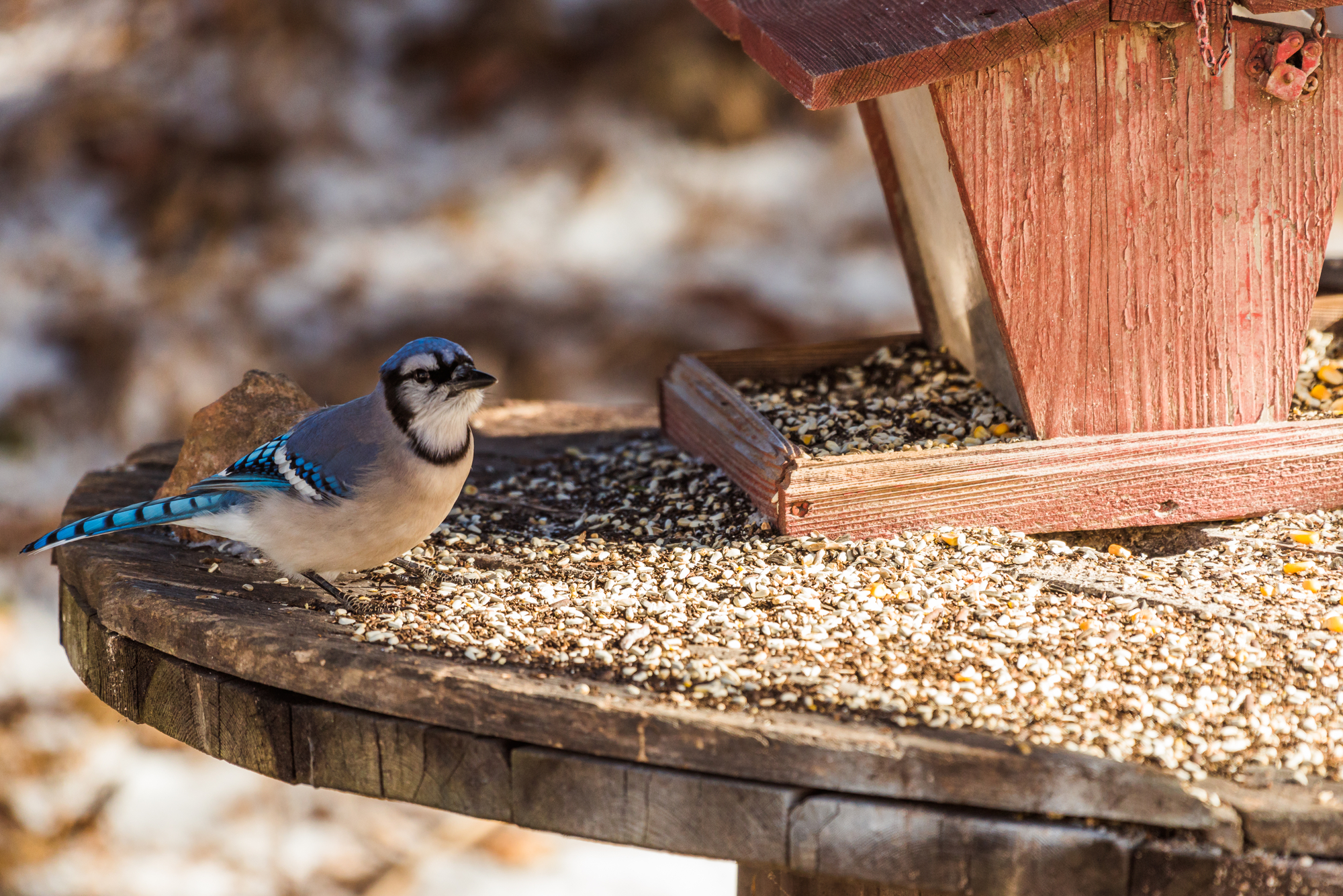 Los 5 mejores comederos para pájaros para los arrendajos azules: ¡las mejores sugerencias!
