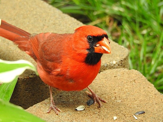 Bird Anatomy 101: de los picos de las aves a las patas de las aves