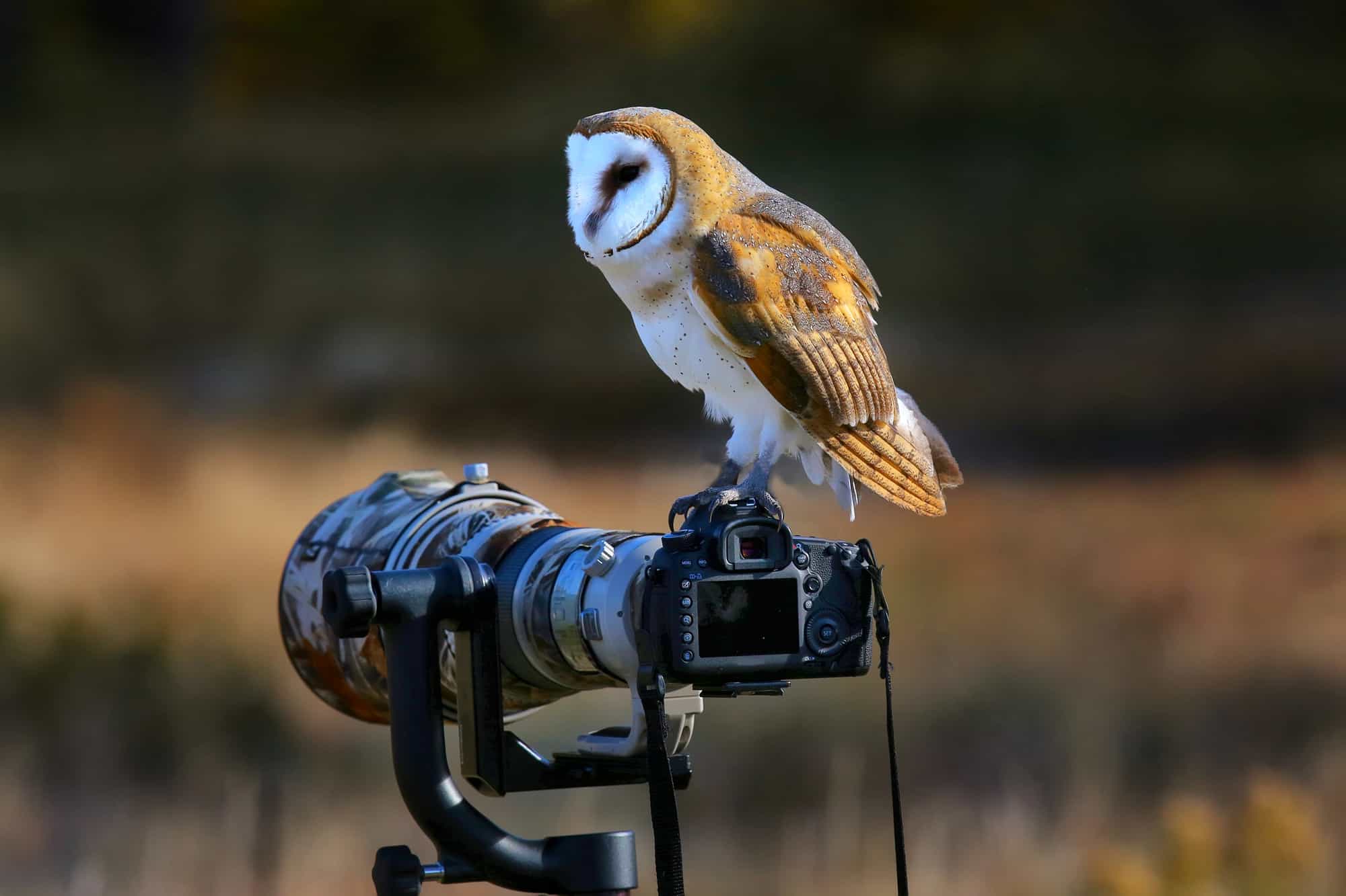 Aprende a tomar buenas fotos de tus amigos pájaros