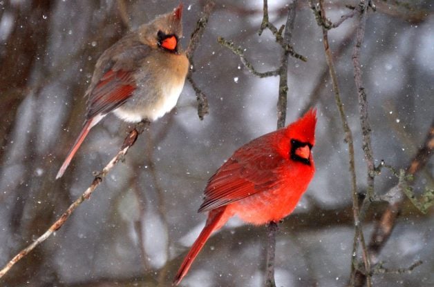 Colores verdaderos: Descifrando el plumaje de las aves