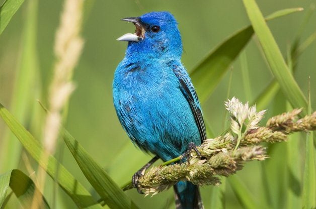 Fundamentos de la observación de aves | Todo sobre los cantos de pájaros