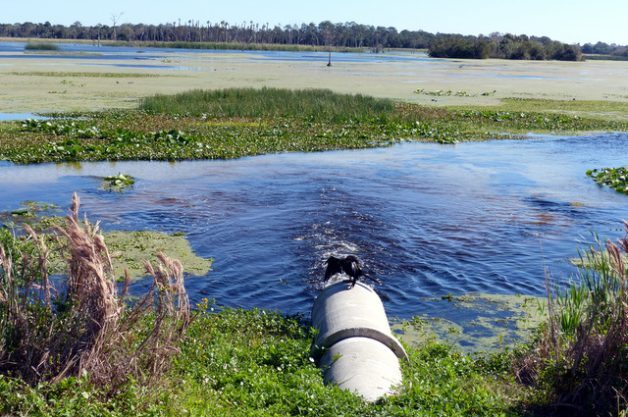 Punto de acceso para la observación de aves: Orlando Wetlands Park