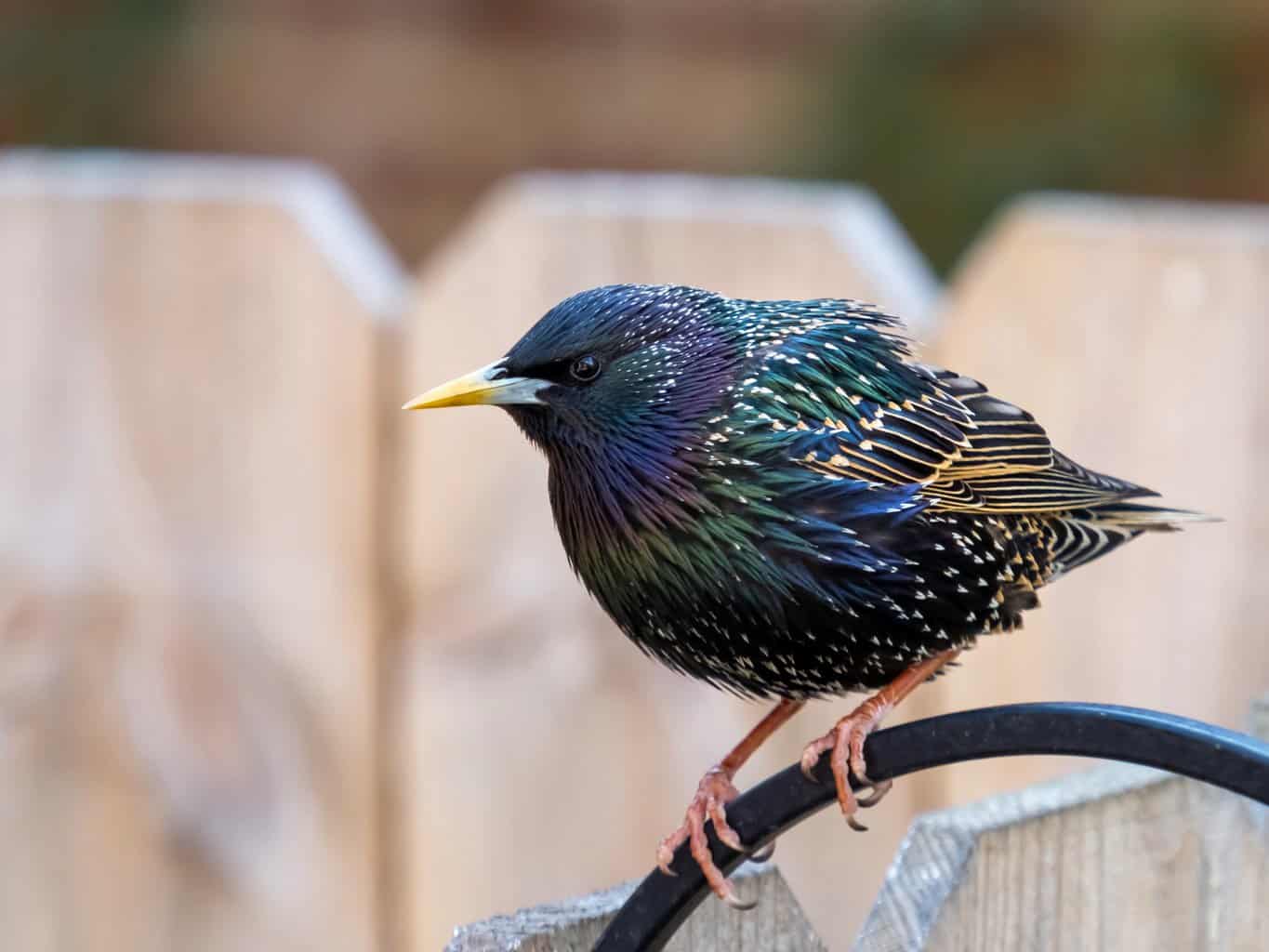 Una guía para observadores de aves sobre los mirlos en New Hampshire