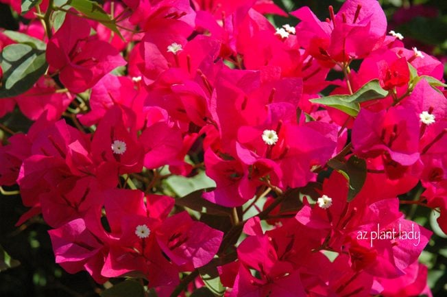 Bougainvillea agrega colores brillantes a su jardín