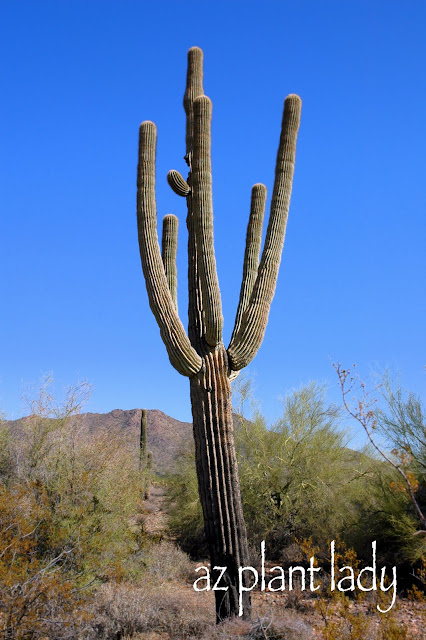 Busca un esqueleto de cactus en el desierto