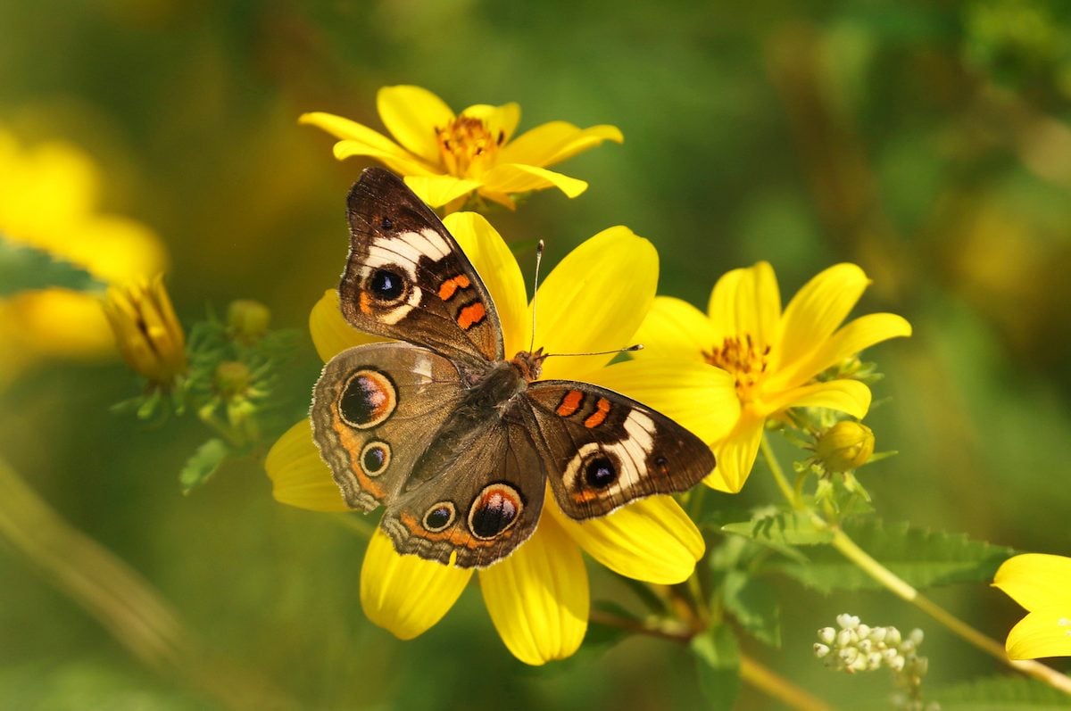 Atraer mariposas: conoce al castaño de Indias común