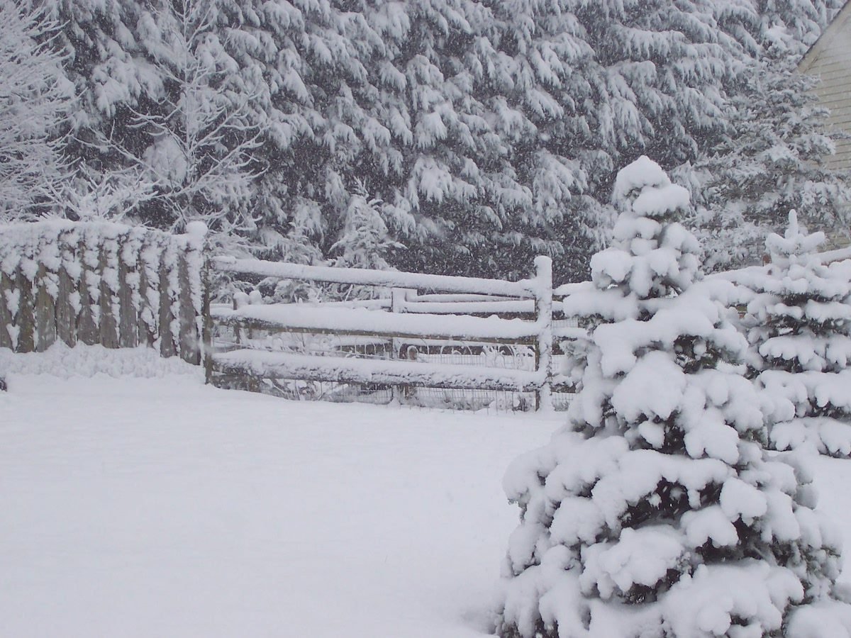 Consejos para cubiertas y protección de arbustos de invierno