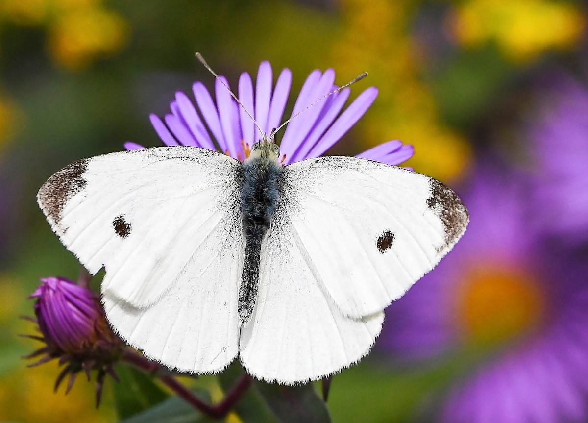 Lo que los jardineros deben saber sobre la mariposa blanca de la col