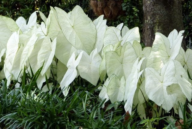Pruebe Caladiums para jardines de sombra | Plantas tropicales