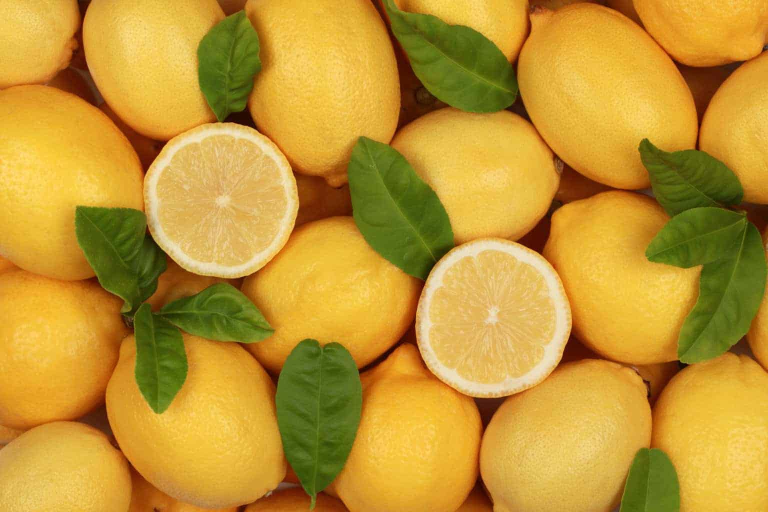 ¿Pueden los pájaros comer limones? Las respuestas son sorprendentes...