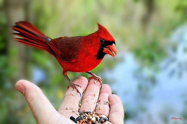 Atraer pájaros | alimentación de pájaros