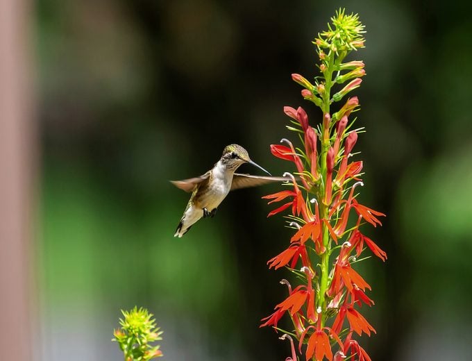 Cardinal Flower atrae mariposas y colibríes