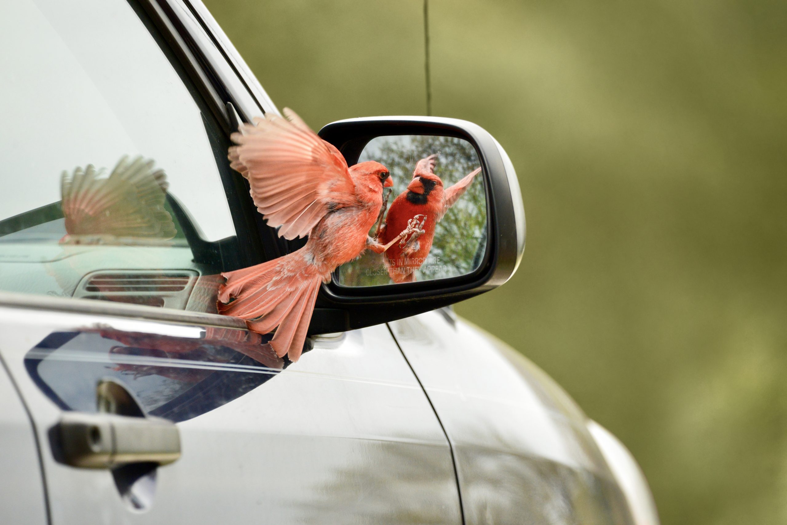 ¿Por qué un pájaro picotea mi ventana y el espejo del auto?
